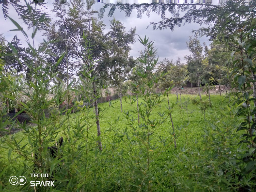 Indigenous trees and grass at the edge of the gardens near the park